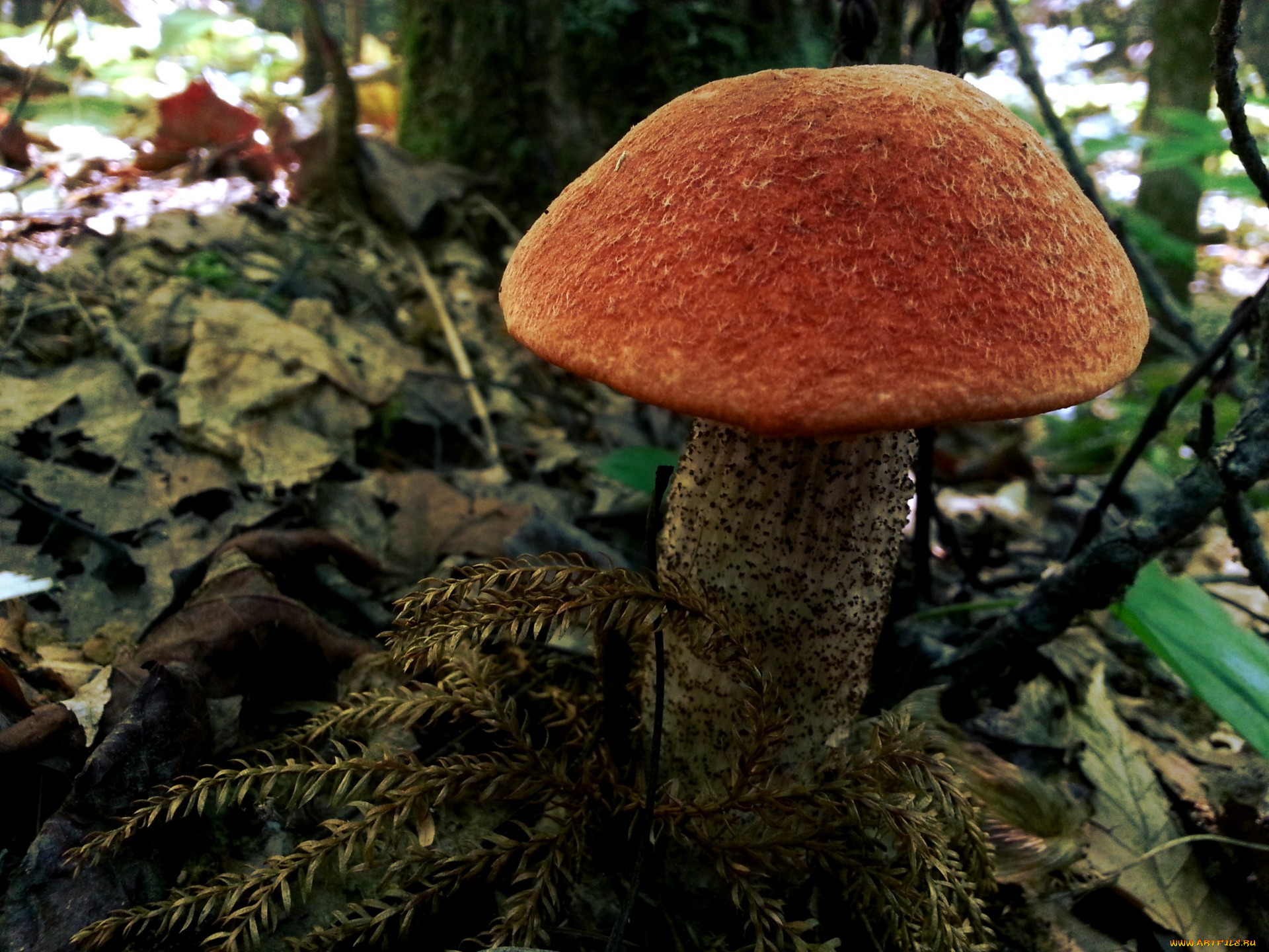 Гриб подосиновик большой. Краснухи грибы. Большой подосиновик гриб. Подосиновик фото. Самый большой подосиновик в мире фото.